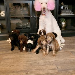 Poodle Puppies from Mars  Glitz Poodles