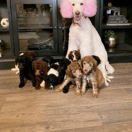 Poodle Puppies from Mars  Glitz Poodles