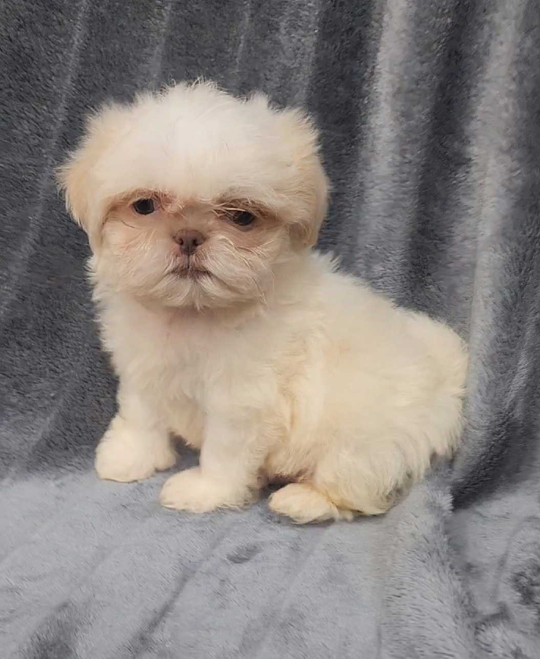 Boy 3 - Cream and white male Shih Tzu puppy in Tampa, Florida from Fancy Shih Tzus Florida