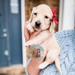 Aquarius - Cream female Dachshund puppy in Marion, Ohio from Doodles & Doxies