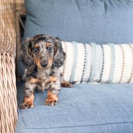 Hunter - Dapple male Dachshund puppy in Salters, South Carolina from Long-Pine Dachshund