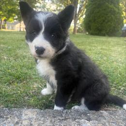 Lilly - Black and white female Border Collie puppy in Chattanooga, Tennessee from Ross Vegas Kennels