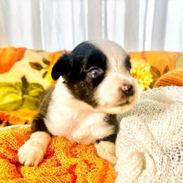 Pierce - Black tri male Miniature Australian Shepherd puppy in Wauchula, Florida from Sun & Moon Aussies
