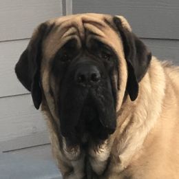 Chloe - Mastiff