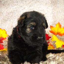German Shepherd Puppies from Journey's German Shepherds (Kennel Vom Himmel)