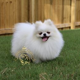 Adelina - Pomeranian