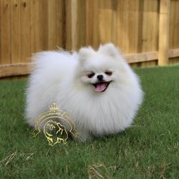 Adelina - Pomeranian