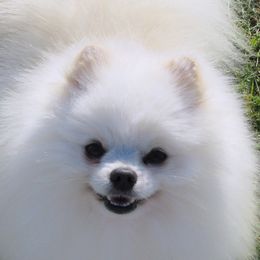 Yuki - Pomeranian