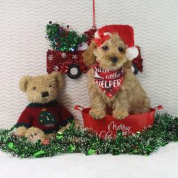 Tradition - Red  female Goldendoodle puppy in Pendleton, Oregon from Blushing Doodles