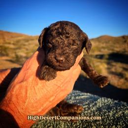 Miss Pink - Brown and white female Aussiedoodle puppy in Dolan Springs, Arizona from High Desert Companions