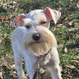 Goldie - Miniature Schnauzer