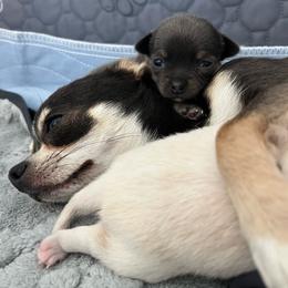 Xena dark blue tan - Blue and white female Chihuahua puppy in Huntington Beach, California from Amore Chihuahuas
