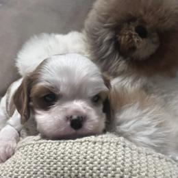 Sunny - Blenheim male Cavalier King Charles Spaniel puppy in Pennsylvania from Julie's Cavalier King Charles Spaniels