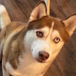 Buster - Siberian Husky