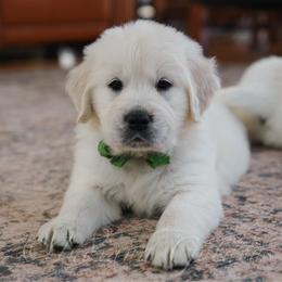 Mr Green - Light golden male Golden Retriever puppy in Bedford, Indiana from Indiana Goldens