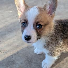 Pembroke Welsh Corgi Puppies from Chrismark