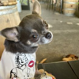 Roxxy - Chihuahua