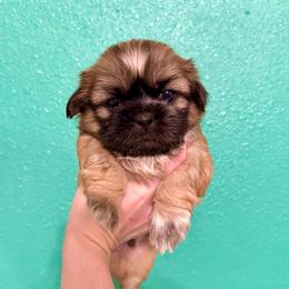 Hercules - Black gold and white male Shih Tzu puppy in Stroud, Oklahoma from Laik’s Little Shihtz & Poms