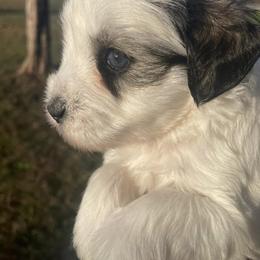 Miniature Schnauzer Puppies from Lap Happy Schnauzers