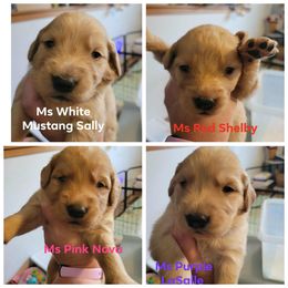 Girl 3 - Golden female Golden Retriever puppy in Lakewood, Washington from Lenhart Goldens