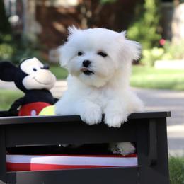 Maltese Puppies from Leona's Maltese