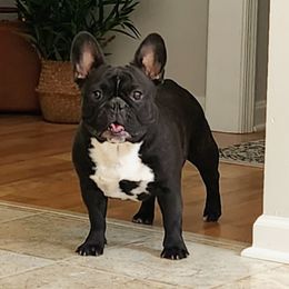 Winnie - French Bulldog