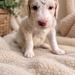 Lime Green - Apricot male Labradoodle puppy in Ellenwood, Georgia from Four Paws Down