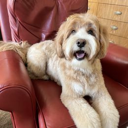 Mollie - Australian Labradoodle