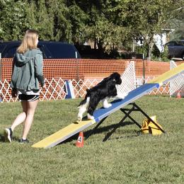 English Springer Spaniel All Grown Up from RuffHouser English Springer Spaniels