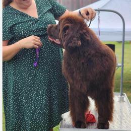 Ariel - Newfoundland