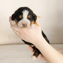 'Peter' Orange Collar Male - Tri-color male Bernedoodle puppy in Kamas, Utah from A + E Farms