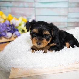 Yorkshire Terrier Puppies from Nicki's Yorkies