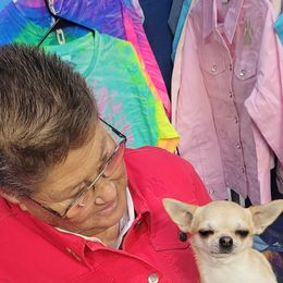 Electra - Chihuahua