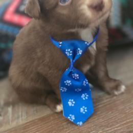 Orion - Red & white male Miniature Australian Shepherd puppy in Arlington, Texas from CopperHead Aussies