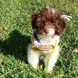 Tannat - Poodle