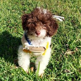 Tannat - Poodle