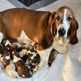 Bailey - Basset Hound
