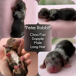 Boy 1 - Peter Rabbit - Dapple male Dachshund puppy in London, Kentucky from Steele Half Acre Homestead