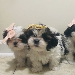 Shih Tzu Puppies from Tiny Bubbles Shih Tzus
