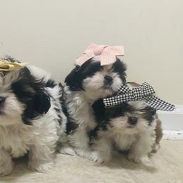 Shih Tzu Puppies from Tiny Bubbles Shih Tzus