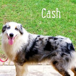 Cash - Australian Shepherd