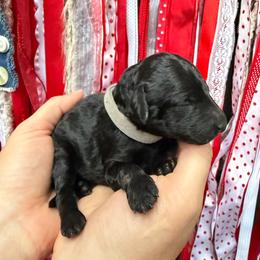 Boy 3 - Black male Poodle puppy in Fairfield, North Carolina from Leaning T Ranch