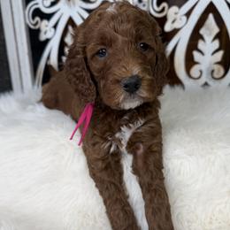 Goldendoodle and Poodle Puppies from Northern Heart Standards
