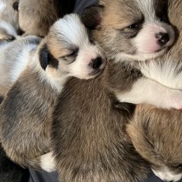 Companion Cross Puppies from Chilipoms