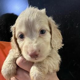 Pudding - Cream male Dachshund puppy in Bigfork, Minnesota from Dachshunds Up North