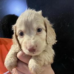Pudding - Cream male Dachshund puppy in Bigfork, Minnesota from Dachshunds Up North