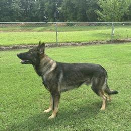 Rip - German Shepherd