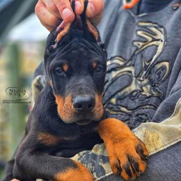 Igor - Black and rust male Doberman Pinscher puppy in China Township, Michigan from Snell's Superior Kennel Dobermann & GSP