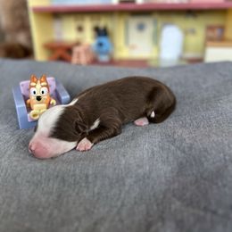 Bingo - Red tri female Miniature Australian Shepherd puppy in Queen Creek, Arizona from Arizona Aussies
