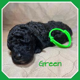 Green - Black female Poodle puppy in Mauston, Wisconsin from Quiverfull Acres